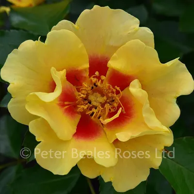 Eye of the Tiger (Bush Rose) | Peter Beales Roses - the World Leaders in  Shrub, Climbing, Rambling and Standard Classic Roses