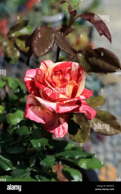Raspberry tiger rose -Fotos und -Bildmaterial in hoher Auflösung – Alamy