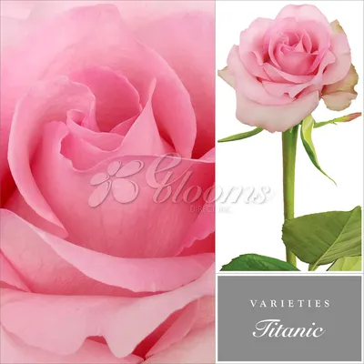 Titanic Rose Variety Light Pink - EbloomsDirect – Eblooms Farm Direct Inc.