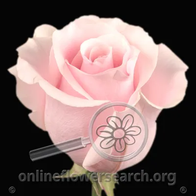 Rose Titanic - Online Flower Search