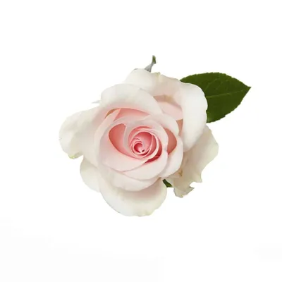Rose, Light Pink Titanic - Metro Flower Market