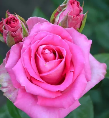 Топаз роза - описание сорта, преимущества и недостатки, правила выращивания  | РозоЦвет
