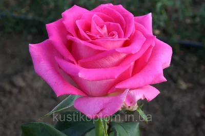 Чайно гибридная роза Топаз купить Topaz рози с доставкой по Украине,  частный питомник роз КустикОптом, фото сортов роз