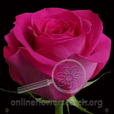 Rose Topaz - Online Flower Search