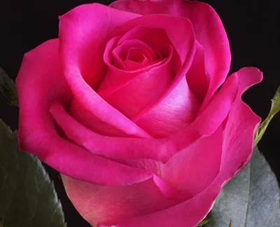 Роза Чайно-гибридные Топаз (topaz, 3 литра) art rcg27