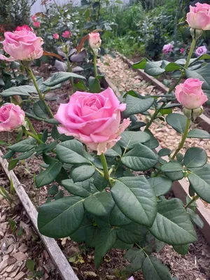 Срезочные розы Топаз и Аква. Мои впечатления. | Цветочный калейдоскоп | Дзен