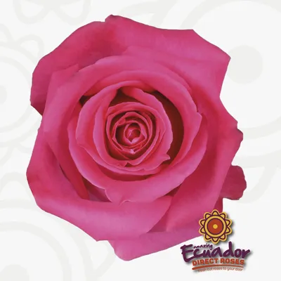 Hot Pink Roses - Topaz - Ecuador Direct Roses