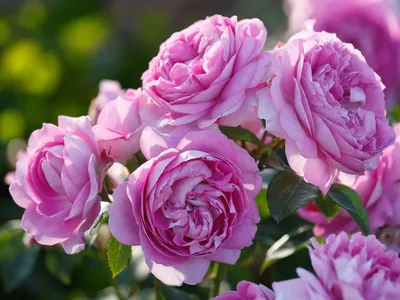 Beetrose 'Lilac Topaz' - Finde Deine neue Rose + Online Ratgeber