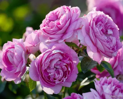 Buy Lilac Topaz ® – Floribunda Rose – AGEL ROSEN