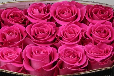 Rosa 'Topaz' | Rose, Flowers, Plants
