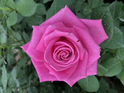 Топаз роза - описание сорта, преимущества и недостатки, правила выращивания  | РозоЦвет