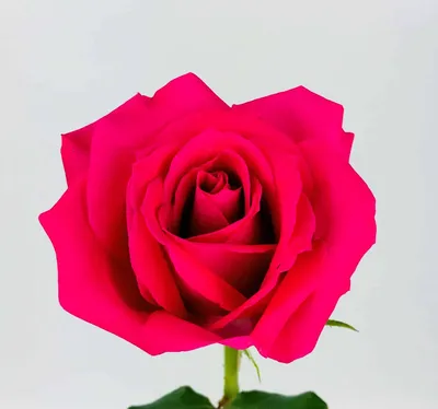 Hot Pink Rose - 50CM - Wholesale Bulk Flowers - Cascade Floral