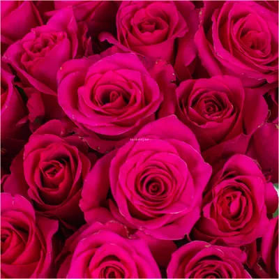 Роза «Топаз» - купить в интернет-магазине Орхидея