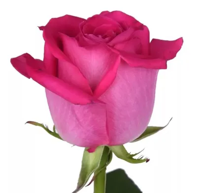 Роза Эквадор Топаз – iris