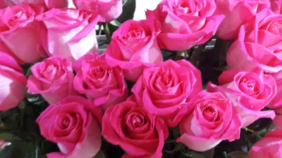 Срезанные цветы : Роза топаз 90 -100 см