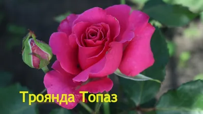 Троянда Топаз (Topaz) - YouTube