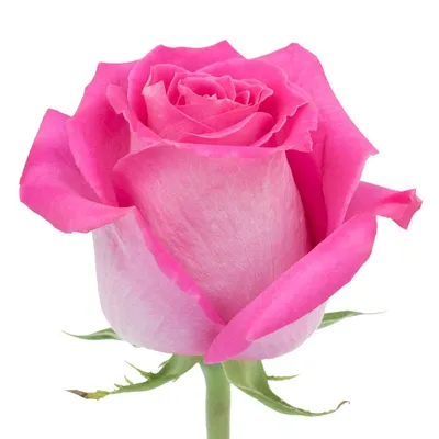 Free delivery - Premium - Topaz - Pink Roses - Flowers Near Me - Magnaflor