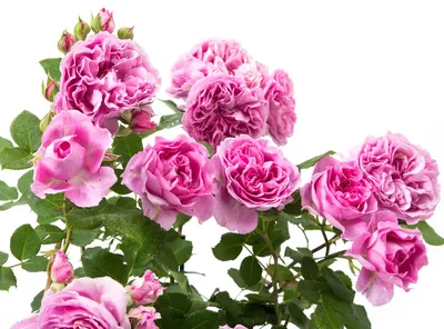 Rose Lilac Topaz - Rosa Lilac Topaz günstig kaufen