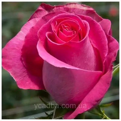 Роза чайно-гибридная Топаз, цена 60 грн — Prom.ua (ID#915572013)