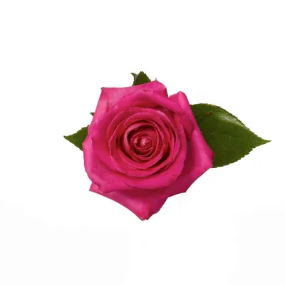 Rose, Hot Pink Topaz - Metro Flower Market