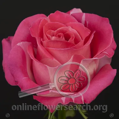 Rose Wild Topaz (aka Pink Zebra) - Online Flower Search