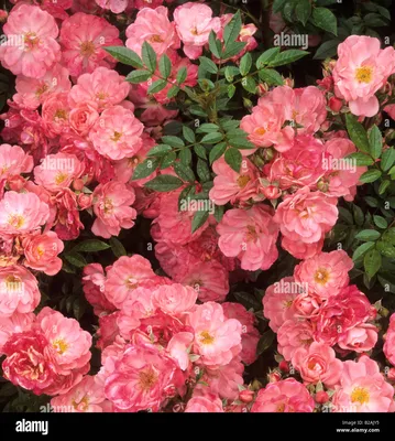 Роза Ferdy (Ферди) – купить саженцы роз в питомнике в Москве