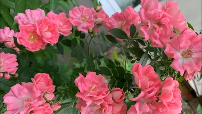 Ферди (Ferdy) плетистая роза японская роза саженцы роз заказать
