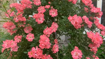 Rose Ferdy - die Blüte überzeugt durch ihre Üppigkeit • clematisworld