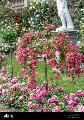 Роза Ferdy (Ферди) – купить саженцы роз в питомнике в Москве