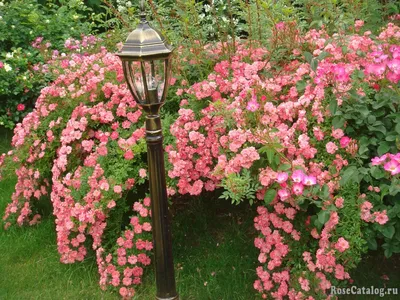 Albertine AGM Rose | Roses | Burford Garden Co.