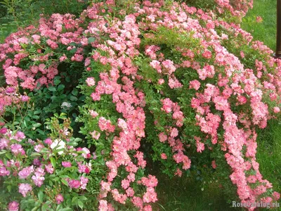 Rose Ferdy - die Blüte überzeugt durch ihre Üppigkeit • clematisworld