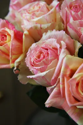 rose Fiesta | Rose, Climbing roses, Flower arrangements