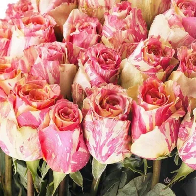 Купить Уральская роза «Фиеста» в Екатеринбурге с доставкой