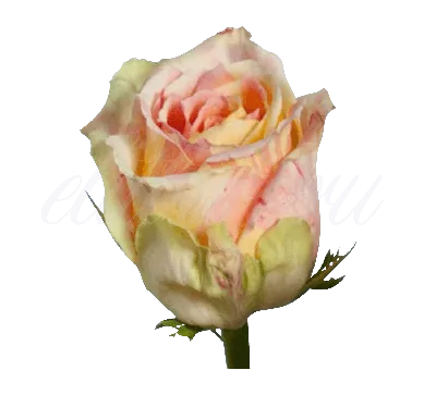 Купить Роза Фиеста по выгодной цене в интернет-магазине В ЦветАХ!