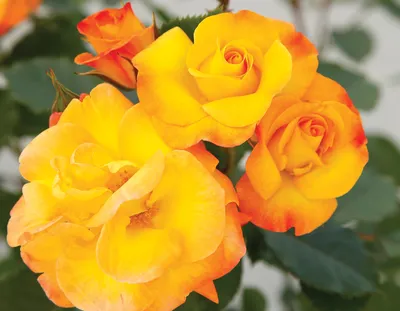 Купить оранжевую кустовую розу Фиеста оптом с доставкой по России в  компании RoseOpt г. Москва