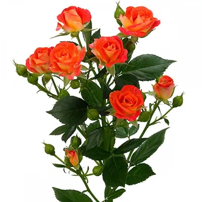 ꕤ Роза Fiesta • купить Роза Fiesta по цене от 109.99 грн. в Украине