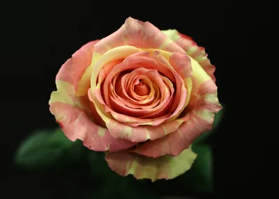 Color of Rose - Fiesta rose Bailey Nurseries... | Facebook
