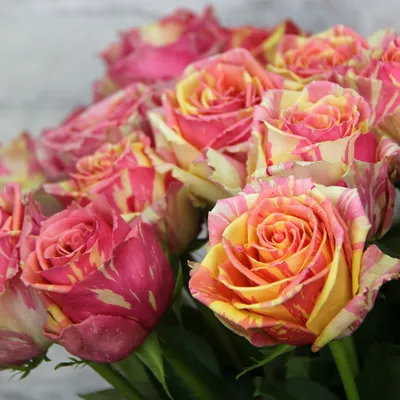 Роза Fiesta (Фиеста) – купить саженцы роз в питомнике в Москве