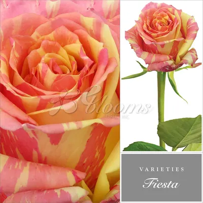 Розы флорибунда и спрей Фиеста Бабблз ( Fiesta Bubbles )