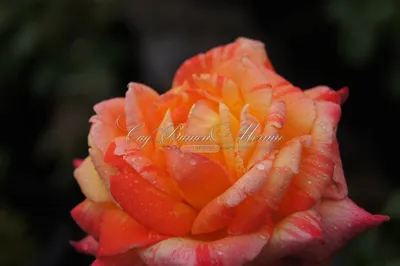 Роза Fiesta Bubbles 50 см от склада цветов цветы оптом 24 ру с доставкой по  СПб 24 часа