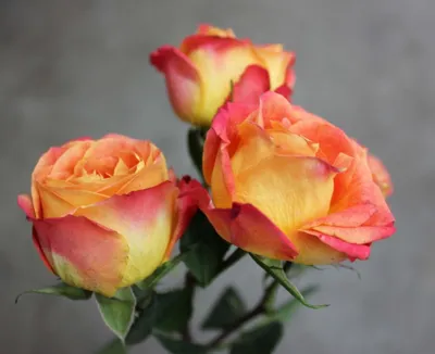 Blühende romantische Frische rosa-gelbe Rose. Blume Rose 'Fiesta' auf dem  Grün und ohers Rosen Hintergrund Stockfotografie - Alamy
