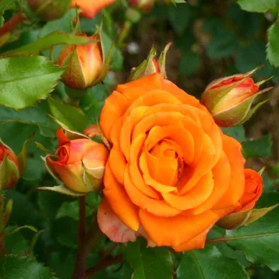 Роза мелкоцветковая кустовая (спрей) \"Фиеста баблс\" - Цветочная почта -  Flower Mail