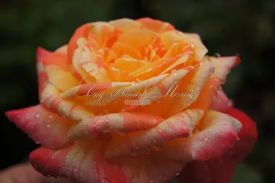 Роза Fiesta (Фиеста) – купить саженцы роз в питомнике в Москве