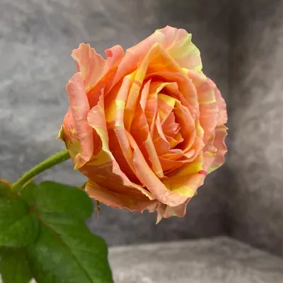Мраморная Роза Фиеста, Цветы и подарки в Москве, купить по цене 240 руб,  Цветы поштучно в QdeFlor цветочная мастерская с доставкой | Flowwow