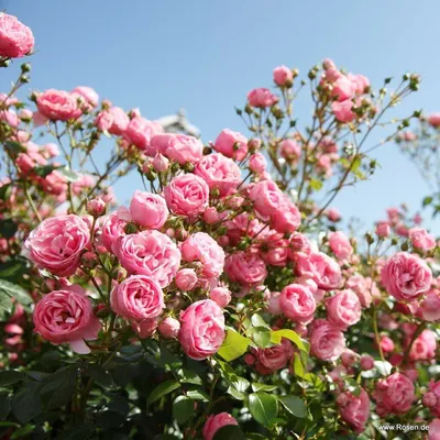 Купить Роза флорибунда 'Помпонелла' / Rosa floribunda 'Pomponella' с  доставкой в Подмосковье в Сергиевом Посаде в питомнике АгроПАРК