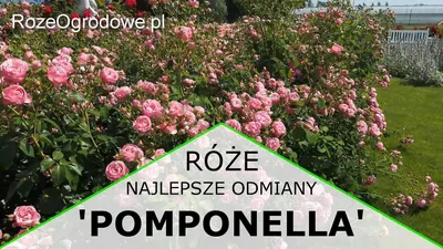 Роза Помпонелла (Pomponella): фото, отзывы, описание, характеристики.