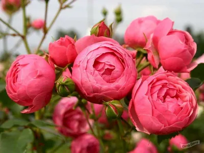 Роза флорибунда Помпонелла (Rose floribunda Pomponella) - описание сорта,  фото, саженцы, посадка, особенности ухода. Дачная энциклопедия.