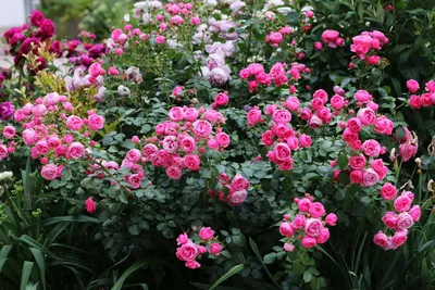 Bistra Boyn on Twitter: \"\"Pomponella Fairy Tale\" rose in my #rose #garden,  2015 Deep pink floribunda, bred by #Kordes, Germany  https://t.co/oTQM0c2TQG\" / Twitter