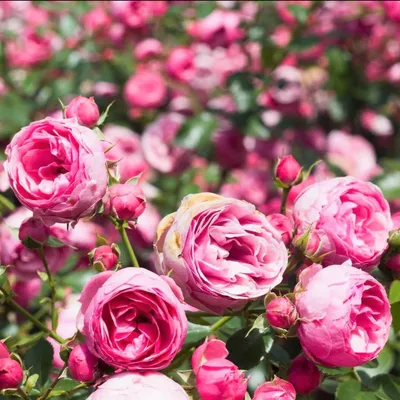 Pomponella ® Floribunda Rose – Famous Roses