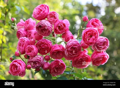 pink rose Pomponella in summer garden Stock Photo - Alamy